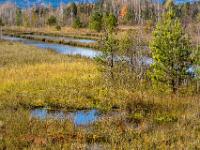 Moortümpel und Seen durchziehen das Moorgebiet